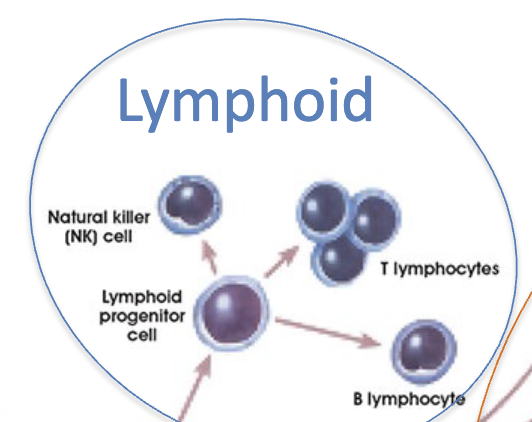 <ul><li><p>T lymphocytes</p></li><li><p>B lymphocytes</p></li><li><p>Natural killer cells</p></li></ul><p></p>