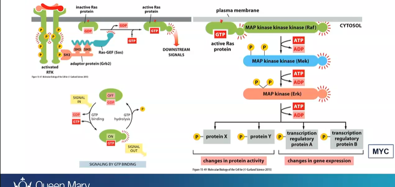 <p>Ras - are GTPase</p><p>when mitogen signal binds to mitogen receptor </p><p>Ras protein becomes activated </p><p>activates a cascade - Raf, Mek, ERK, cascade (proteins and TF) - expression of MYC</p><p>mutations causes RAS  to stay active so no mitogen is needed</p>