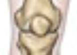 <p>The knee cap, protects the joint between the upper and lower leg bones.</p>