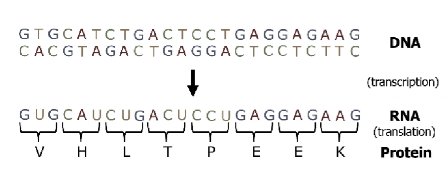 <p>Promotor Sequence - Binding sites for RNA transcription machinery</p><p>Exons - protein coding sequences</p><p>Introns - non-protein coding sequences</p><p>5’UTR/3’UTR - Untranslated region that contain non protein coding that transcribed into RNA and regulate <strong>protein translation</strong></p><p>Enhancer/Silencer - regulate efficiency of gene <strong>transcription</strong></p>