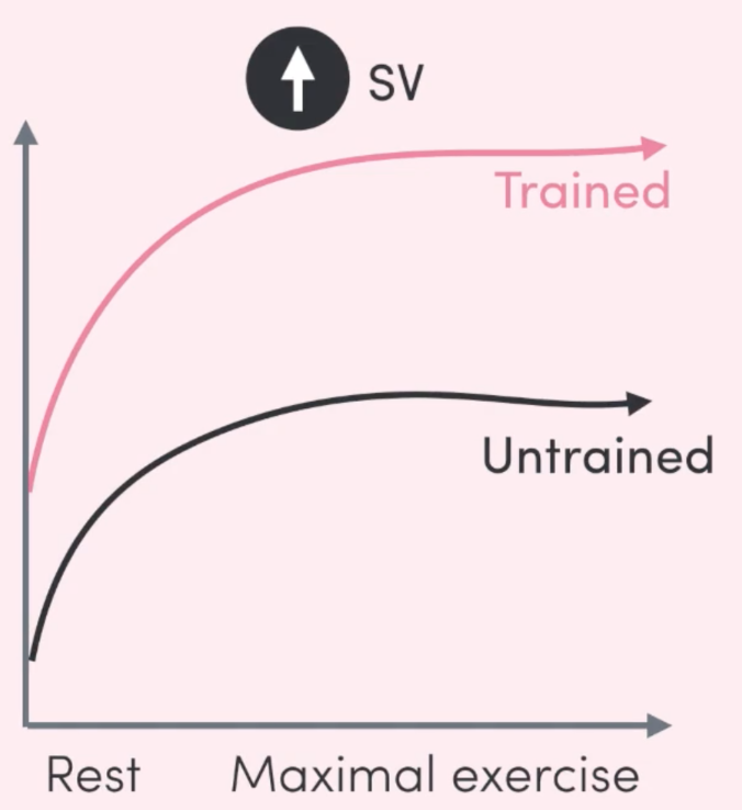 <p>the amount of <strong>blood (mL) ejected</strong> from the left ventricle <strong>per beat</strong>.</p><p><mark data-color="green">all intensities</mark></p><p>occurs due to:</p><ul><li><p>↑ contractility of the myocardium - your heart can beat harder and can therefore eject more blood with each beat.</p></li><li><p>↑ cavity size of left ventricle allows more filling of blood and therefore a greater volume to be ejected.</p></li><li><p>↓ HR allows longer rest period between beats and more opportunity for blood to enter left ventricle.</p></li></ul>