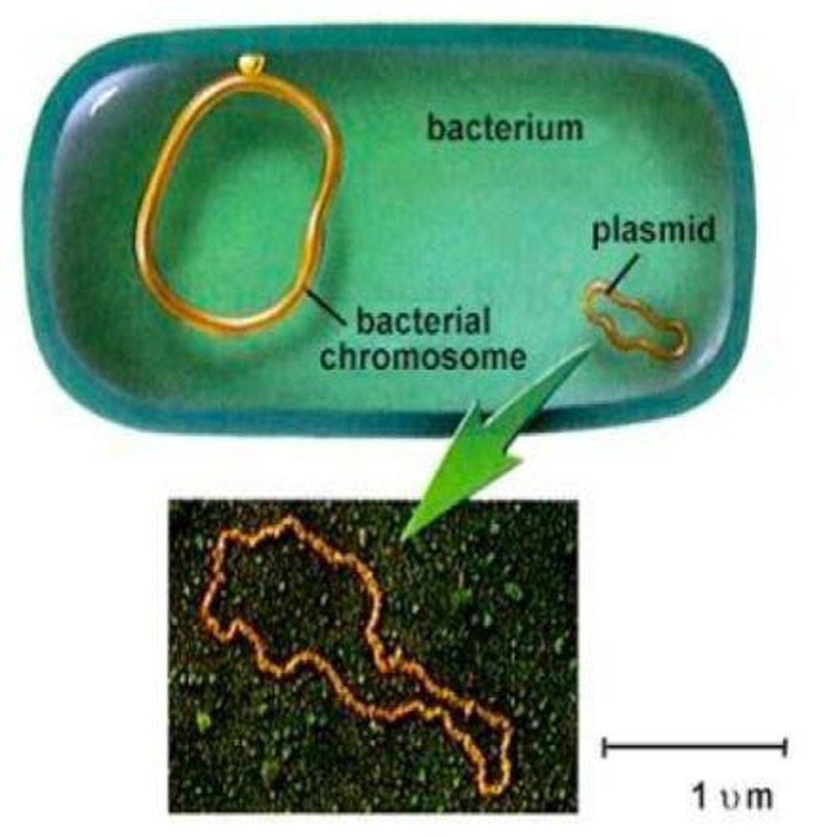 <p>Circular DNA structure in prokaryotic cells.</p>
