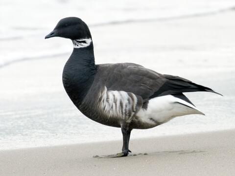 <p>Brant</p>