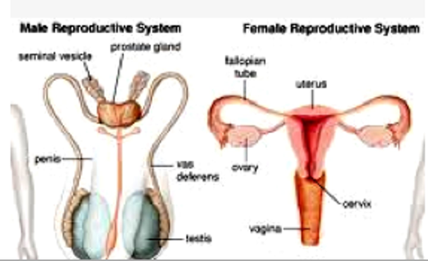 <p>organ system responsible for producing, storing, and delivering gametes</p>