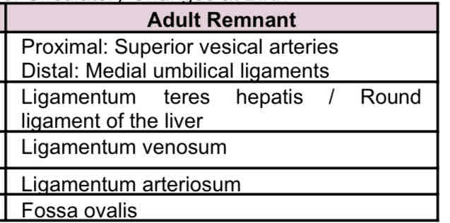 <p>CIRC CHANGES AT BIRTH (origin:future)</p><p></p><p></p>
