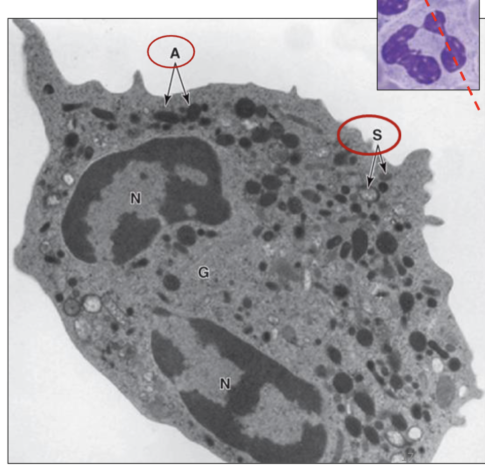 <p>What type of granule of the neutrophil is seen in S?</p>