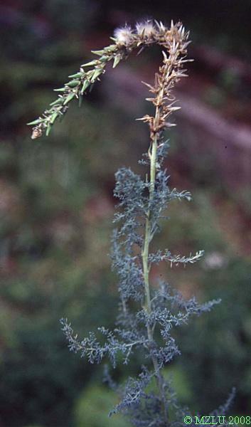 <p><span>židovinník německý</span></p>