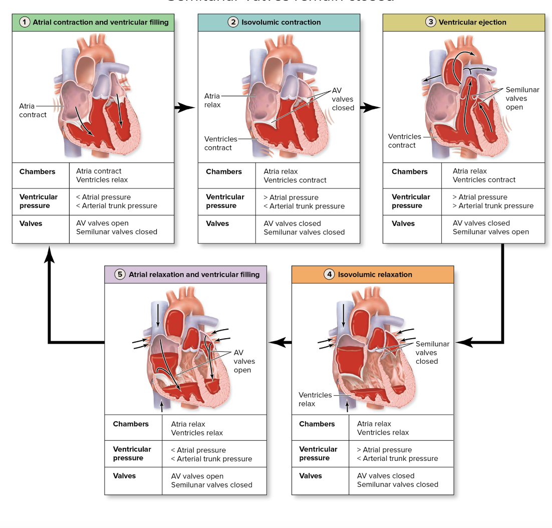 <p>Blood Flow Through the Heart</p>