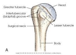 <p>Projection, round projection from epiphysis</p>