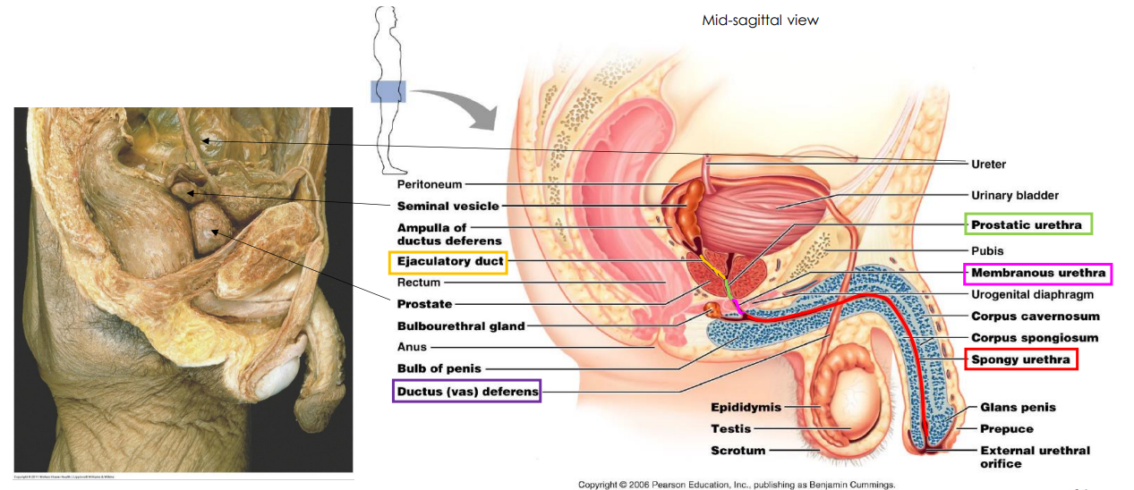 <p>Testes DIAGRAM</p>