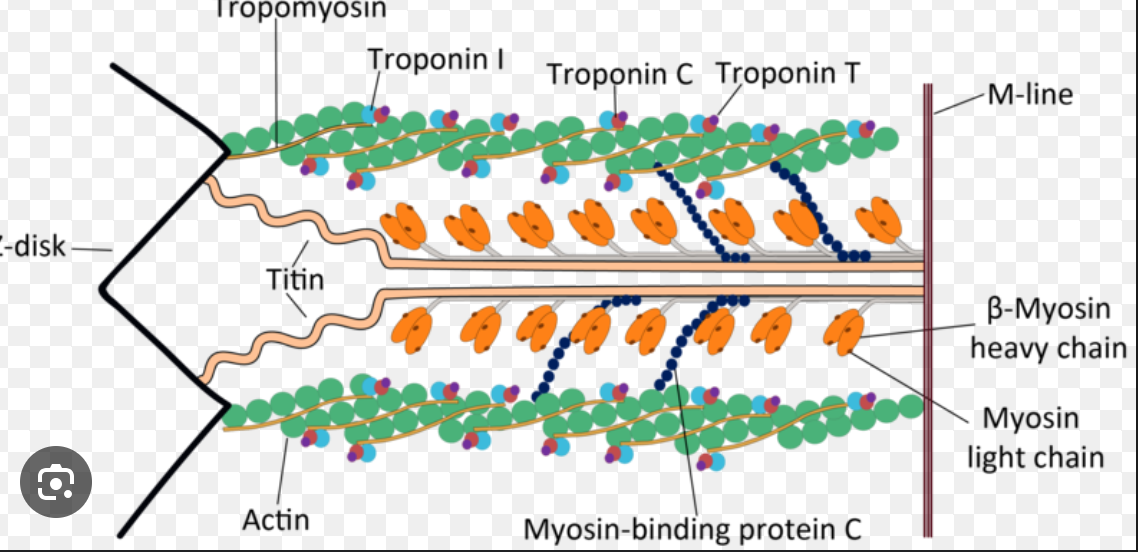 <p>2/3rds of our muscle is made of myosin. It is two intertwined filaments (thats why she be so thick, its two in one) with a gloublar head projection (globular head sounds amazing). Myosin is stabalized inside the sarcromere via titin. it connects to the Z disk.</p>