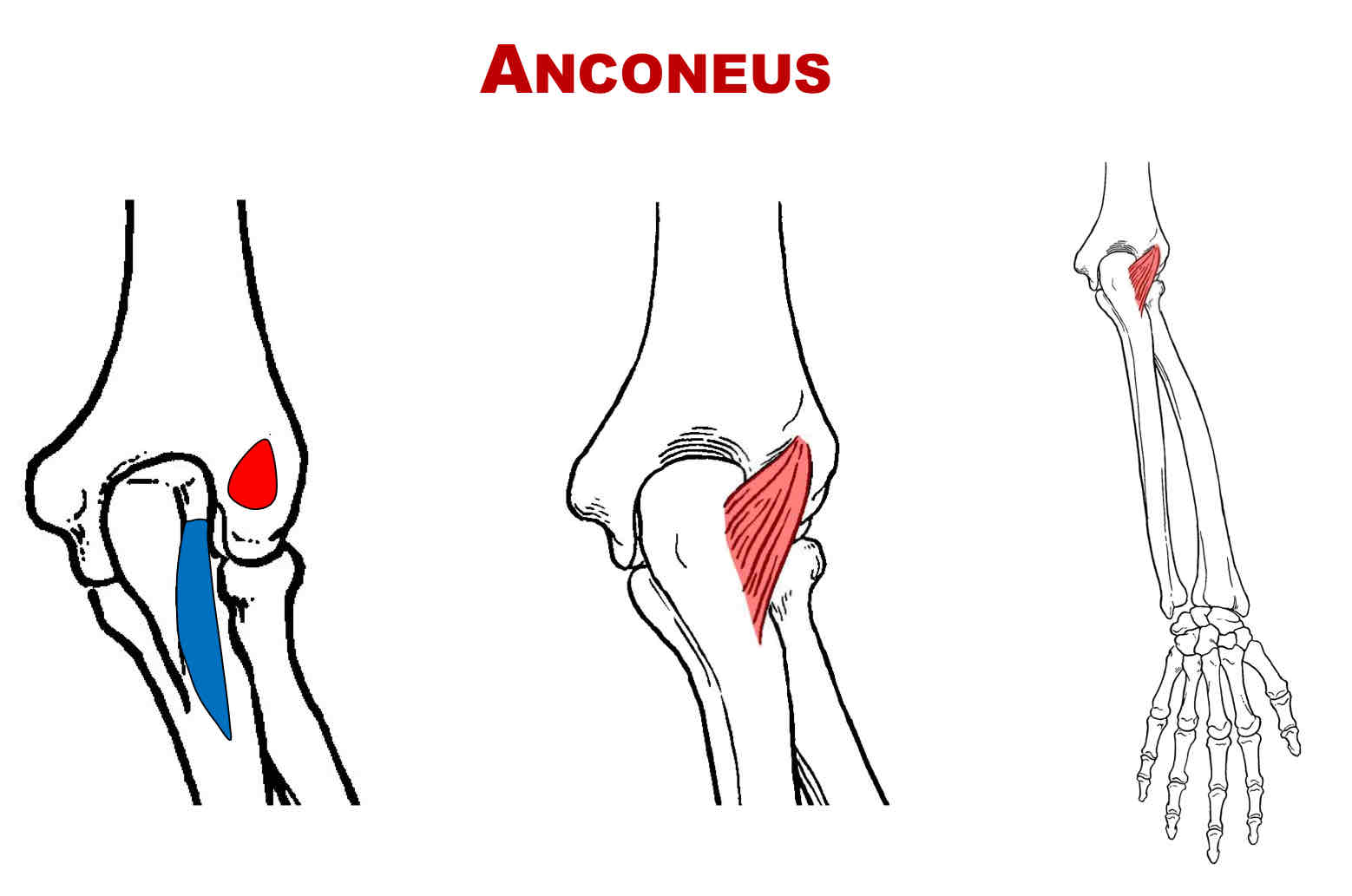 <p>Insertion of Anconeus</p>