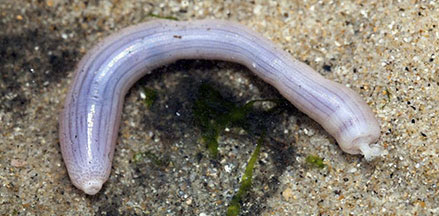 <p>Class Echiura (Echiurans)&nbsp;</p>