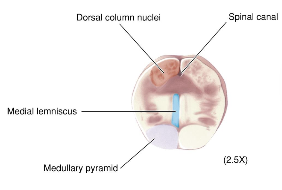 <p>Dorsal Column-Medial Lemniscal Pathway (DCML)</p><ol><li><p>Ascending branch goes up the dorsal column</p></li><li><p>Synapse on the <u>dorsal column nuclei</u> in medulla</p></li><li><p>Dorsal column nuclei axons decussate and ascend the medial lemniscus</p></li><li><p>Synapse in the VP nucleus of the thalamus</p></li><li><p>Neurons in the VP nucleus project to somatosensory cortex</p></li></ol><p></p><p><em>Terms: Ipsilateral (Same side) vs. Contralateral (Opposite side)</em></p>