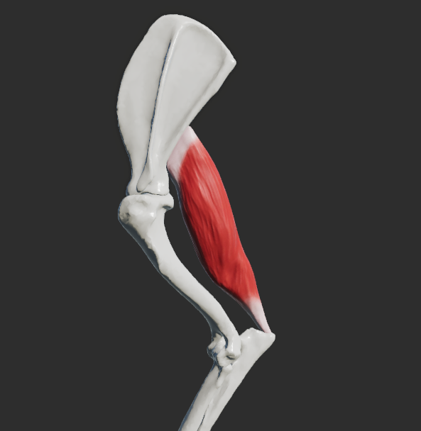 <p>odstup: margo caudalis scapulae</p><p>úpon: olecranon ulnae</p><p>fce: extenze v articulatio cubiti, caput longum musculi tricipitis brachii i flexe v articulatio humeri</p><p></p>