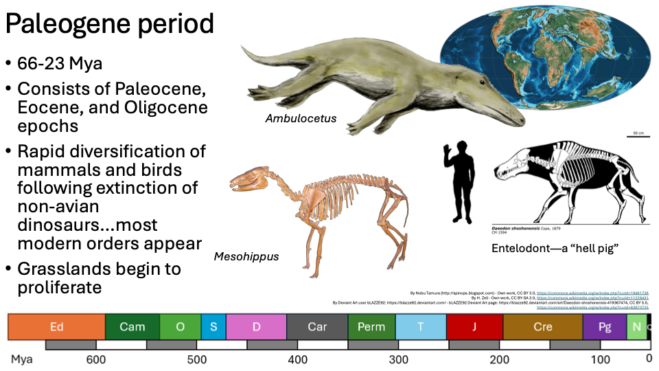 <ul><li><p><span>66-23 Mya</span></p></li><li><p><span>Consists of Paleocene, Eocene, and Oligocene epochs</span></p></li><li><p><span>Rapid diversification of mammals and birds following extinction of non-avian dinosaurs…most modern orders appear</span></p></li><li><p><span>Grasslands begin to proliferate</span></p></li></ul><p></p>