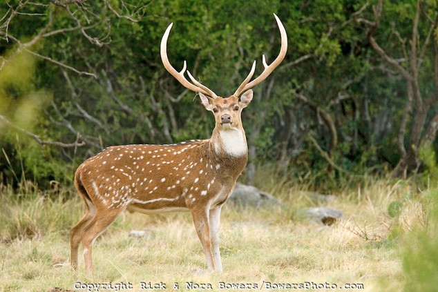 <p>Axis deer </p>