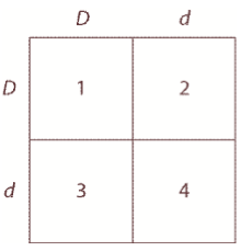 <p><span>In a particular plant, leaf color is controlled by gene D. Plants with the dominant allele D have dark green leaves, and plants with the homozygous recessive dd genotype have light green leaves. A purebred dark-leaved plant is crossed with a light-leaved one, and the F1 offspring is allowed to self-pollinate. The predicted outcome of this cross is diagrammed in the Punnett square shown below, where 1, 2, 3, and 4 represent the genotypes corresponding to each box within the square. &nbsp;Which of the boxes marked 1-4 correspond to plants with dark leaves?</span></p><p><span>1 only</span></p><p><span>1 and 2</span></p><p><span>2 and 3</span></p><p><span>4 only</span></p><p><span>1, 2, and 3</span></p>