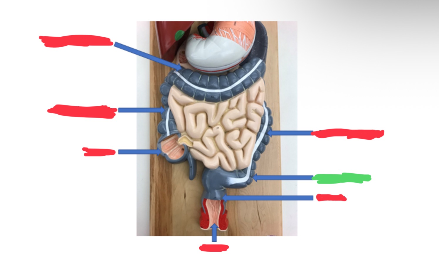 knowt flashcard image