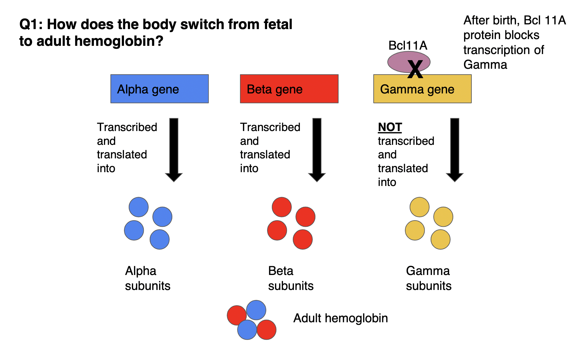 REMINDER: fetal hemoglobin made from 2 α subunits + *2 γ subunits* VS. adult hemoglobin made from 2 α subunits + *2 β subunits*

\
after birth, BCL11A protein BLOCKS transcription of γ gene (gene still exists BUT transcription of gene is inhibited) → γ subunits NOT transcribed/translated into γ gene → α subunits still being made but now β subunits ALSO being made 