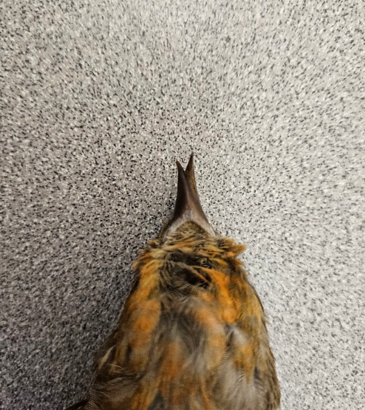 <p>the tips of the mandibles cross each other </p>