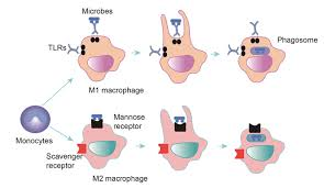 <p>Endocytosis in the human body</p>