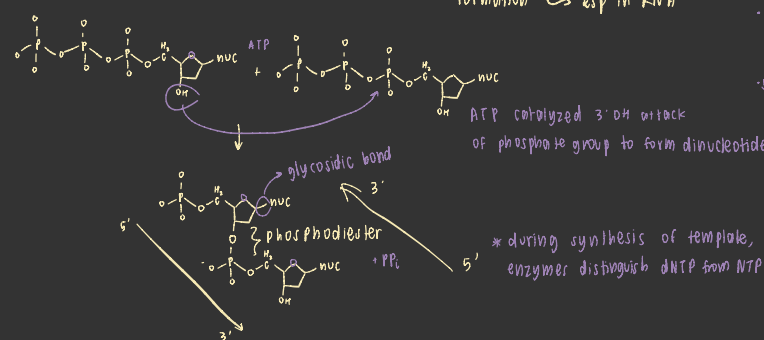 <p>3’OH attacks alpha phosphate of new nucleotide —> releases PPi and extends nucleotide via phosphodiester bond formation</p>