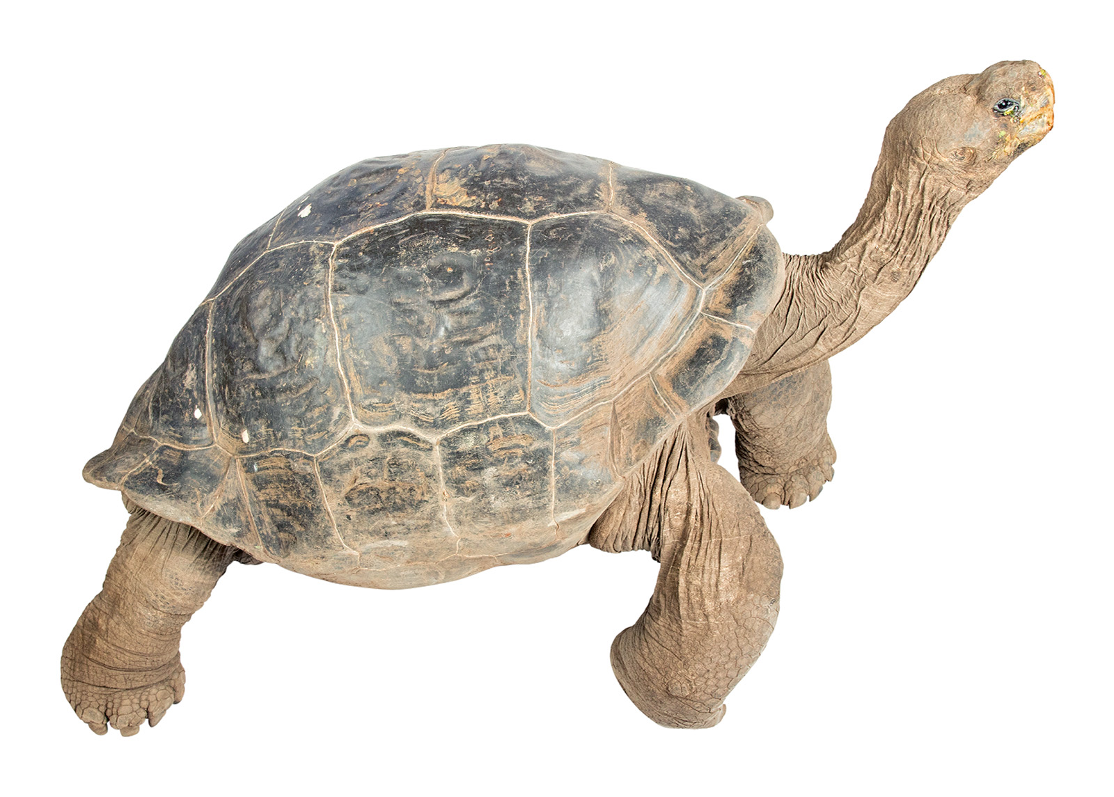 <p>Isabela (Volcan Wolf Tortoise) </p>