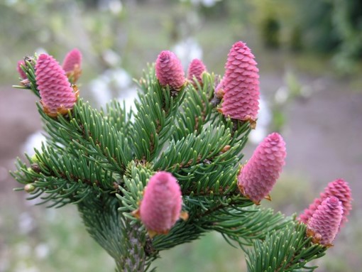 <p>Picea abies ‘Acrocona-Rose’</p>