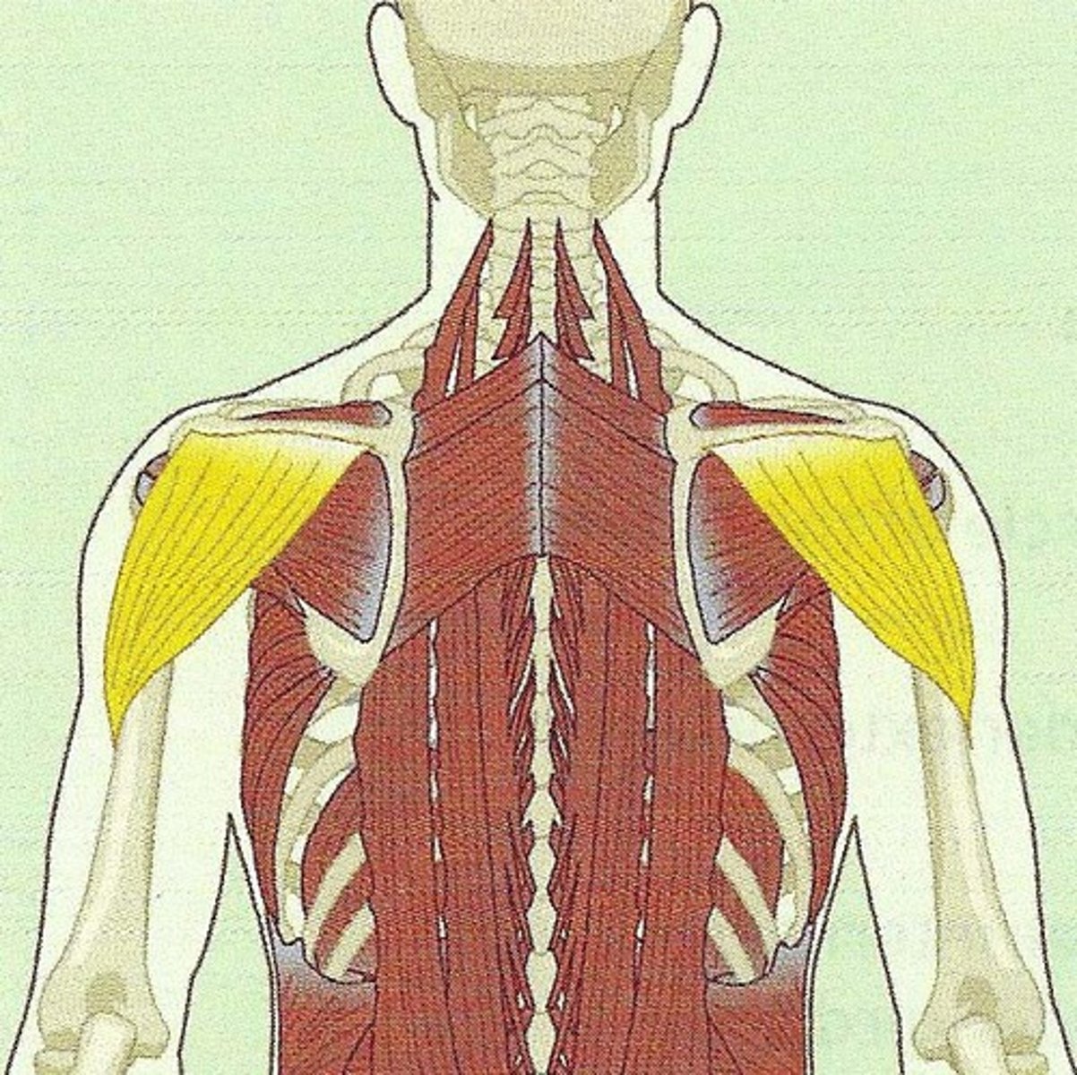 <p>deltoid tuberosity</p>