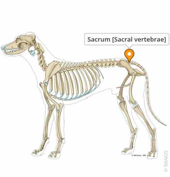 <ul><li><p>3 fused</p></li><li><p>Tail/hip starts here</p></li></ul><p></p>
