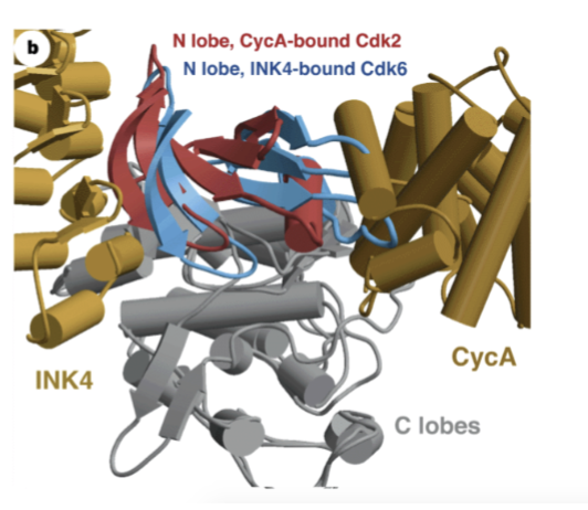 <ol><li><p>p16 (INK4), p21 and p27 are well characterised CDKis</p></li><li><p>They selectively interact with specific CDK-cyclin complexes and block binding of CDK enzymes to their cognate cyclin protein</p></li><li><p>For p16 (INK4) interaction with CDK4/6-cyclin D complexes, p16 distorts the structure of the cyclin binding region of CDK4/6 and the ATP-binding site to prevent catalytic activity</p></li></ol><p></p>