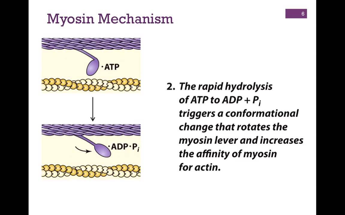 <p>Primary motor protein that interacts with actin; The thick filament in a myofibril; Can be involved in cellular transport; Each subunit has a single head and neck; Movement at the neck is responsible for the power stroke of sarcomere contraction</p>