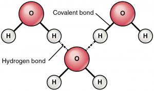 <p>Identify the intermolecular force present</p>