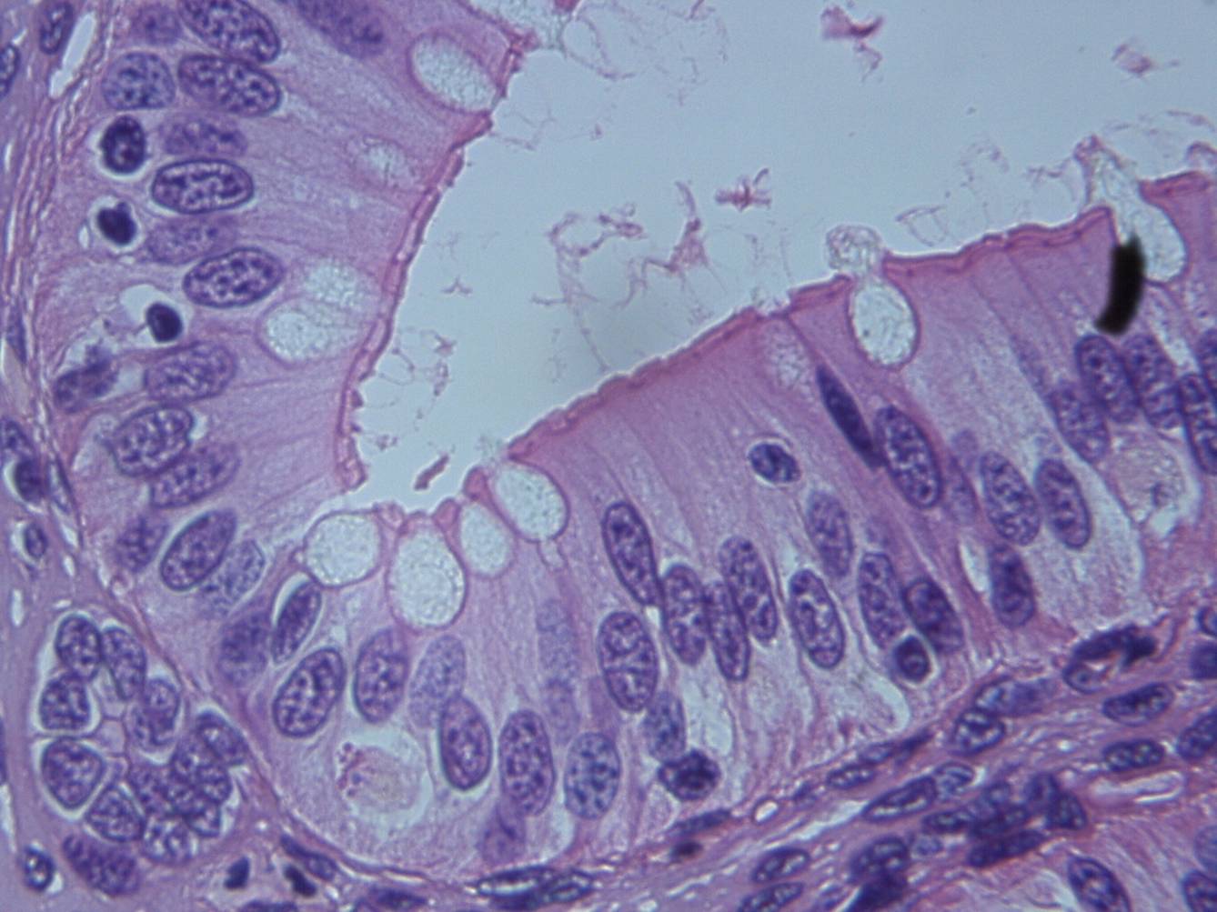 <p>what kind of tissue is this?</p>