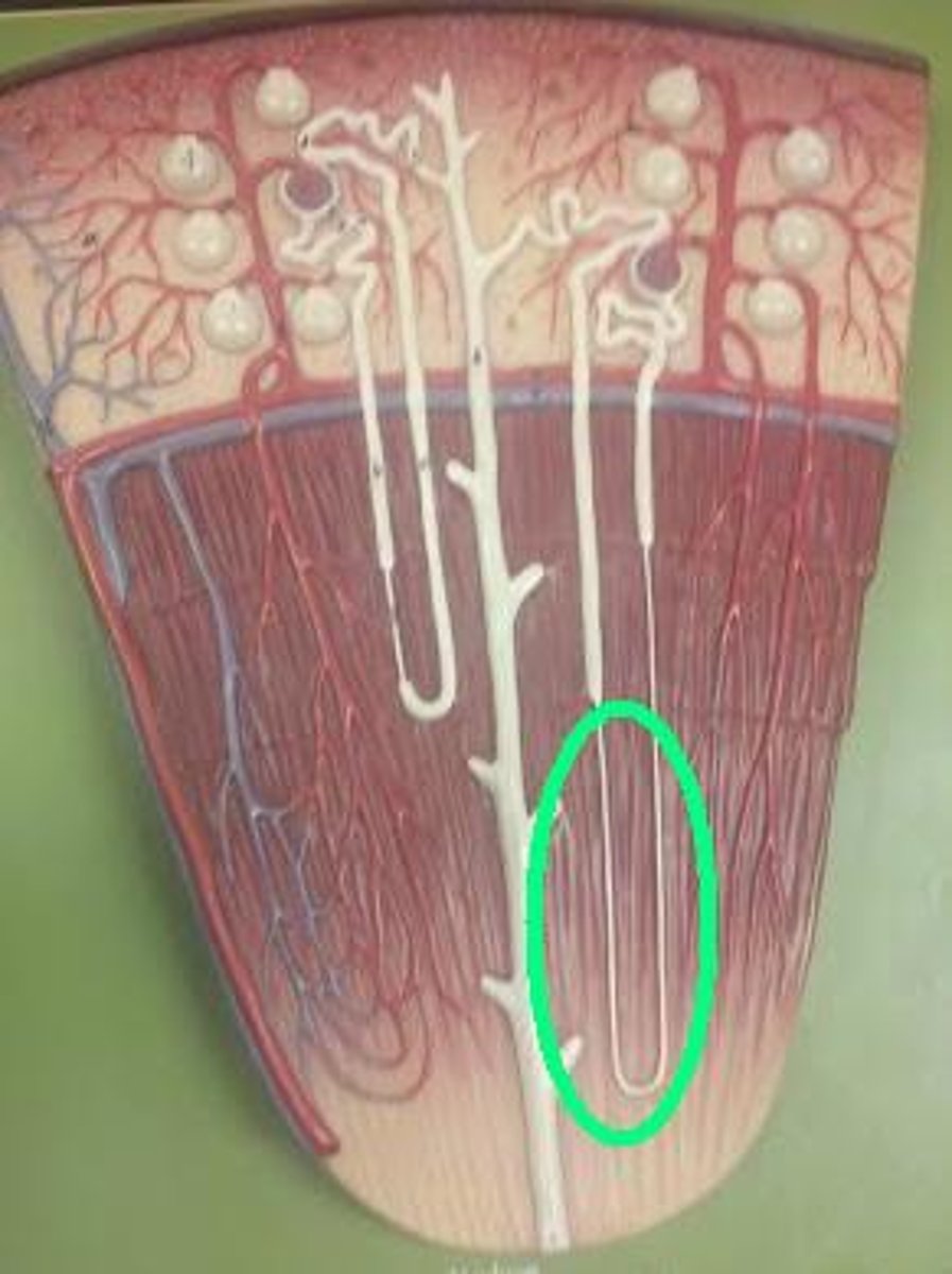 <p>-simple squamous epithelium</p><p>-found primarily in the descending limb</p><p>-Are freely permeable to water not to solutes</p><p>-Water movement helps concentrate tubular fluid</p>