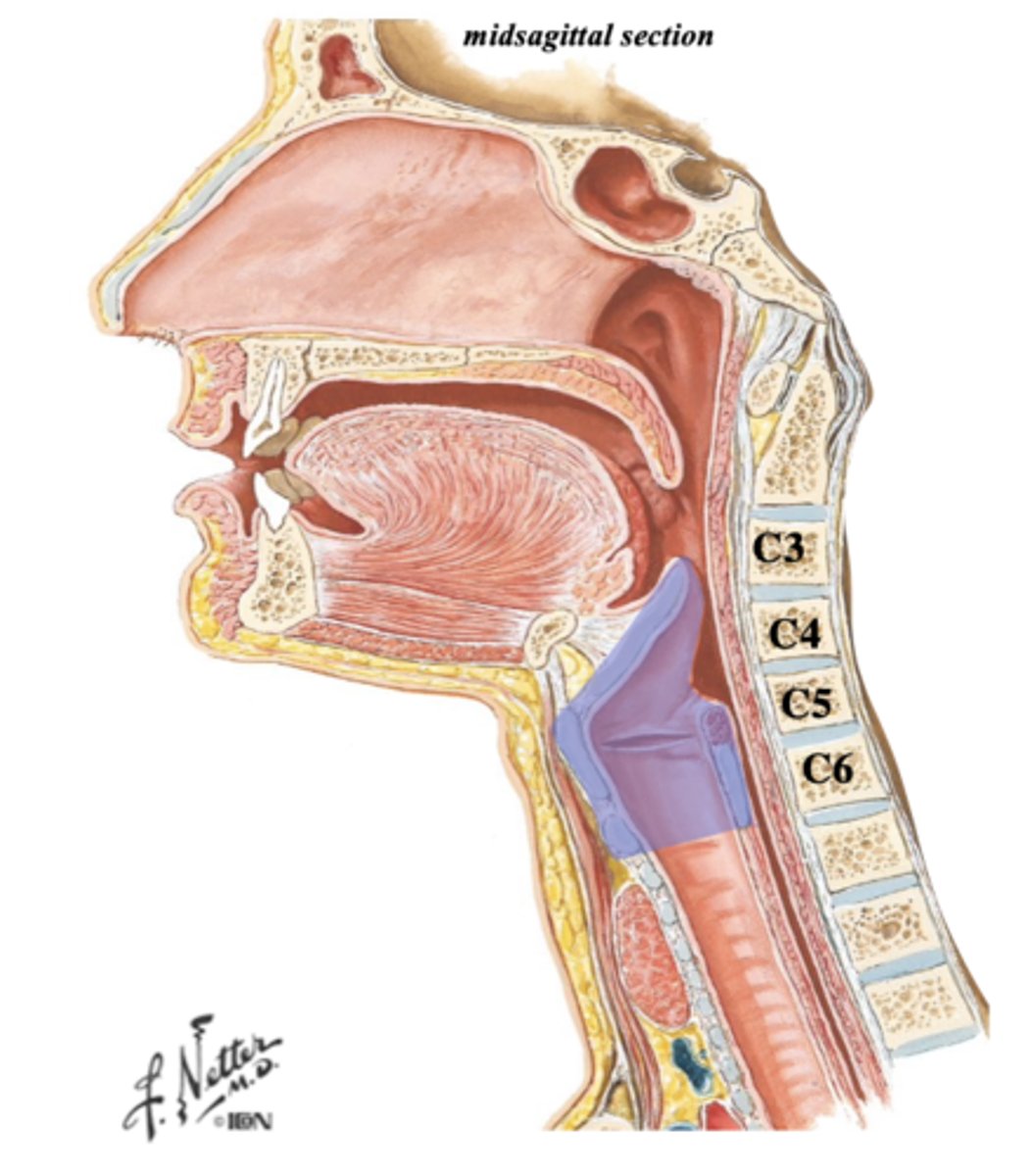 <p>C3-C6 vertebra</p>