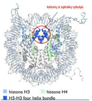 <p>iš dviejų H3 ir H4 molekulių, tetramero pagrindas - H3 histonų molekulių keturių spiralių ryšulys</p>