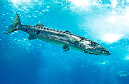 <ol><li><p><em><u>Sphyraena </u>spp.</em></p></li><li><p>Barracuda</p></li><li><p><em><u>Tristomella pricei</u></em></p></li><li><p>Gills</p></li><li><p>Visayan Islands</p></li></ol><p></p>