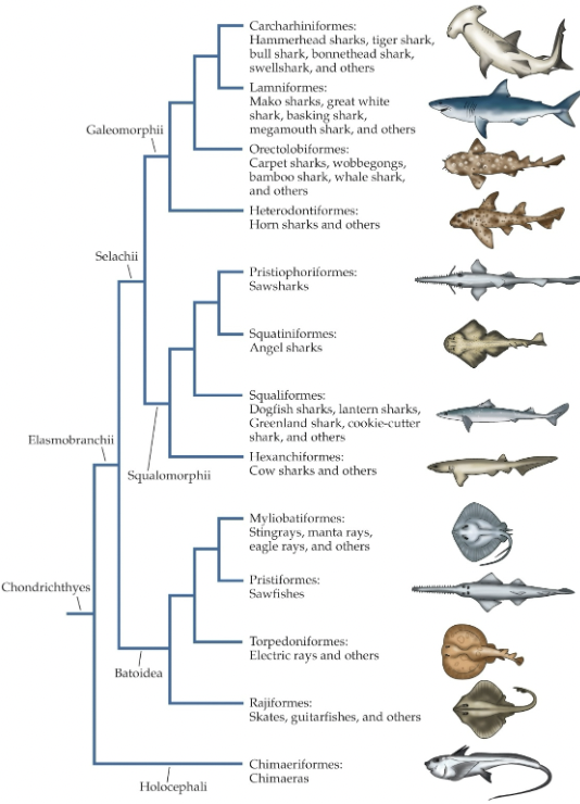 <p>According to this phylogenetic tree, which group of fishes is the most basal/ancestral?</p>