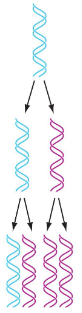 <p>Per this model of DNA replication, the parental double helix remains intact while both strands of the daughter helices are newly synthesized.</p>