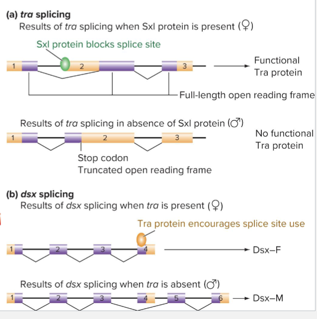 <ul><li><p>Splicing “cascade”</p></li><li><p>Sxl regulates splicing of transformer (tra) mRNA</p></li><li><p>Tra protein regulates splicing of dsx mRNA (and many others)</p></li></ul><p></p>