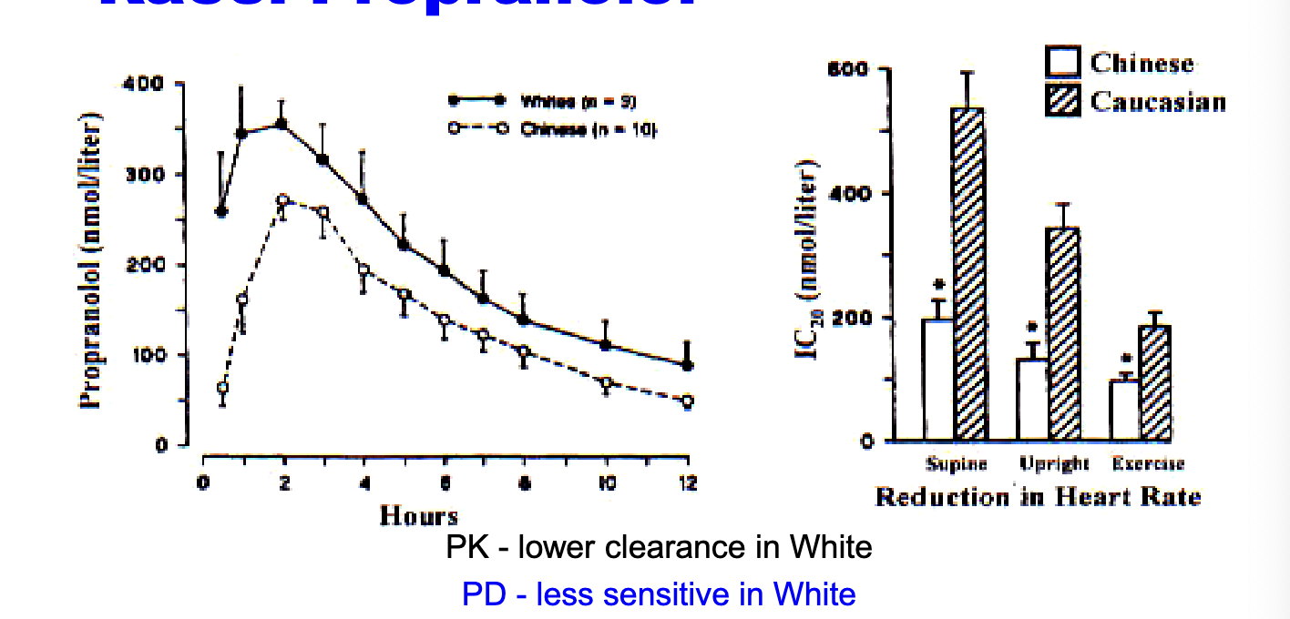 <ul><li><p>PK → <strong>lower clearance in white</strong></p></li><li><p>PD → <strong>less sensitive in white</strong> → higher doses</p></li><li><p>label → 45% higher free fraction (of propranolol due to NO protein binding) in chinese</p></li><li><p>to produce the same degree of beta-blockage, plasma propranolol concentrations had to be <strong>twice as high</strong> in whites v chinese</p></li></ul><p></p>