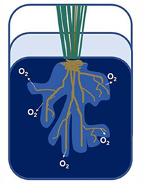 <p>Rhizosphere Oxygenation</p>