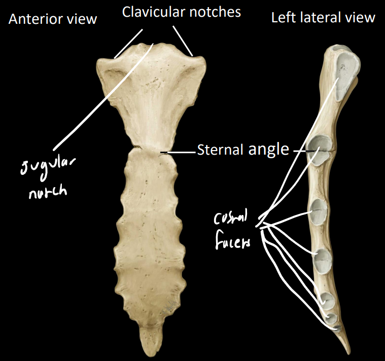 <p><strong>sternal angle</strong> - at manubriosternal joint</p><p><strong>clavicular notches</strong> - sternoclavicular joint </p><p><strong>jugular notch</strong> - palpable depression</p><p><strong>7 costal facets</strong> - articulation with the ribs</p>