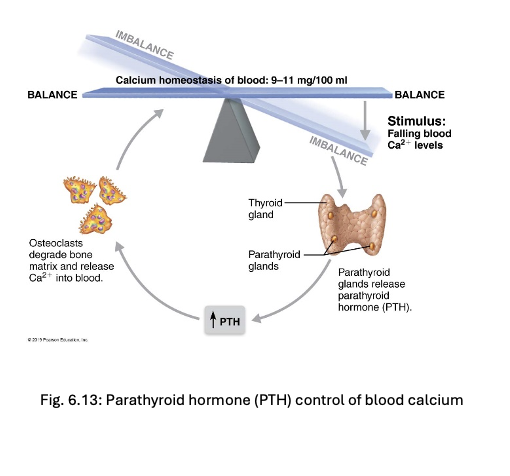 <ul><li><p><span><span>Produced by PT glands</span></span></p></li><li><p><span><span>Removes calcium from bone regardless of bone integrity</span></span></p></li><li><p><span><span>negative feedback loop </span></span></p></li></ul><p></p>