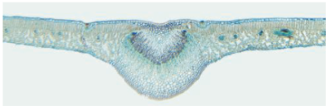<p>Dicot leaf</p>