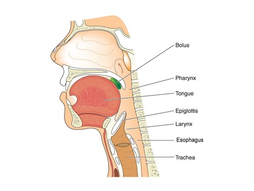 Is a muscular tube connecting the pharynx with the stomach