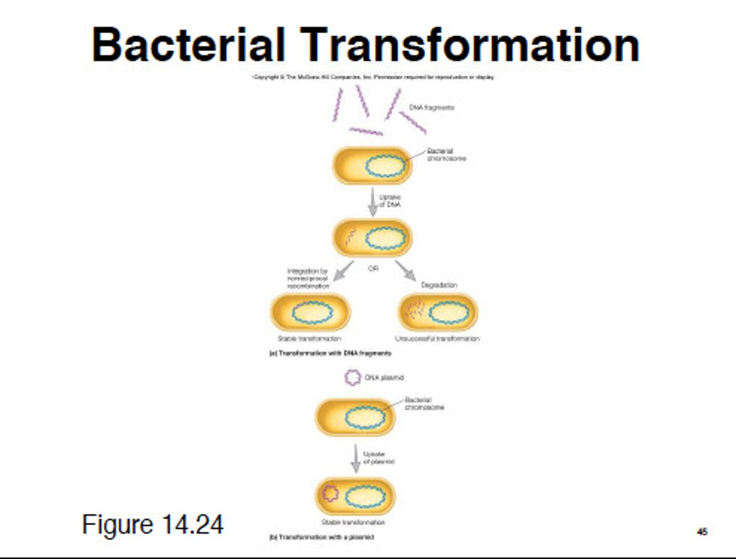 <p>ability of bacteria to alter their genetic makeup by uptaking foreign DNA from another bacterial cell and incorporating it into their own. bacteria that contains a recombinant plasmid</p>