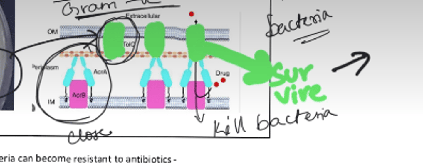 <p>kill bacteria (gram -)</p>